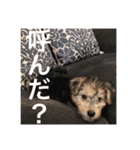 使える！笑える！テリア犬スタンプ①（個別スタンプ：4）
