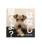 使える！笑える！テリア犬スタンプ①（個別スタンプ：5）