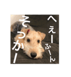 使える！笑える！テリア犬スタンプ①（個別スタンプ：7）