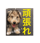 使える！笑える！テリア犬スタンプ①（個別スタンプ：9）