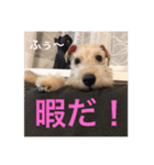 使える！笑える！テリア犬スタンプ①（個別スタンプ：10）
