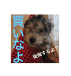 使える！笑える！テリア犬スタンプ①（個別スタンプ：12）