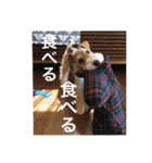 使える！笑える！テリア犬スタンプ①（個別スタンプ：14）