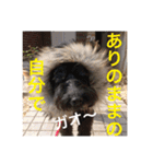 使える！笑える！テリア犬スタンプ①（個別スタンプ：16）