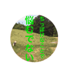 使える！笑える！テリア犬スタンプ①（個別スタンプ：17）