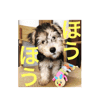 使える！笑える！テリア犬スタンプ①（個別スタンプ：18）