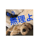 使える！笑える！テリア犬スタンプ①（個別スタンプ：19）