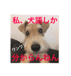 使える！笑える！テリア犬スタンプ①（個別スタンプ：20）