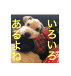 使える！笑える！テリア犬スタンプ①（個別スタンプ：21）
