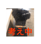 使える！笑える！テリア犬スタンプ①（個別スタンプ：22）