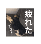 使える！笑える！テリア犬スタンプ①（個別スタンプ：23）