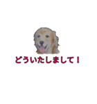 ゴールデン-リトリバー（個別スタンプ：1）