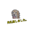 ゴールデン-リトリバー（個別スタンプ：2）