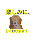 ゴールデン-リトリバー（個別スタンプ：4）