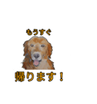ゴールデン-リトリバー（個別スタンプ：5）