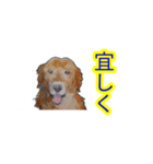 ゴールデン-リトリバー（個別スタンプ：6）