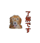 ゴールデン-リトリバー（個別スタンプ：7）