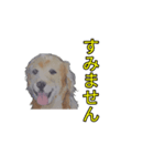 ゴールデン-リトリバー（個別スタンプ：8）