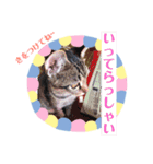 猫まみれニャンニャン（個別スタンプ：2）