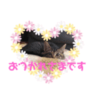 猫まみれニャンニャン（個別スタンプ：4）