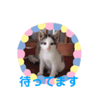 猫まみれニャンニャン（個別スタンプ：7）
