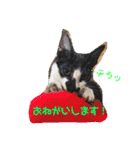 猫まみれニャンニャン（個別スタンプ：8）