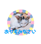 猫まみれニャンニャン（個別スタンプ：9）