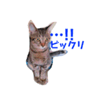 猫まみれニャンニャン（個別スタンプ：10）