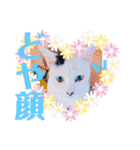 猫まみれニャンニャン（個別スタンプ：12）
