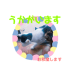 猫まみれニャンニャン（個別スタンプ：14）