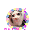猫まみれニャンニャン（個別スタンプ：15）