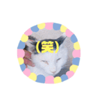 猫まみれニャンニャン（個別スタンプ：16）