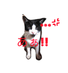 猫まみれニャンニャン（個別スタンプ：17）