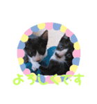 猫まみれニャンニャン（個別スタンプ：20）