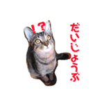 猫まみれニャンニャン（個別スタンプ：21）