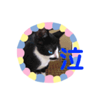猫まみれニャンニャン（個別スタンプ：23）