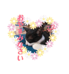 猫まみれニャンニャン（個別スタンプ：30）