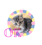 猫まみれニャンニャン（個別スタンプ：31）