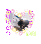 猫まみれニャンニャン（個別スタンプ：32）
