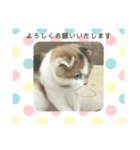 ニャンとも謝りたい時 お願いしたい時（個別スタンプ：2）