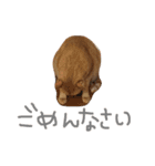茶トラちー（個別スタンプ：9）