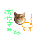 茶トラちー（個別スタンプ：11）