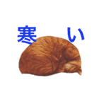 茶トラちー（個別スタンプ：13）