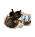 ダックスその他の愉快な仲間たちの日常3（個別スタンプ：10）