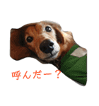 ダックスその他の愉快な仲間たちの日常3（個別スタンプ：15）