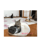 うちのニャンコ達3939（個別スタンプ：3）
