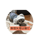 うちのニャンコ達3939（個別スタンプ：4）