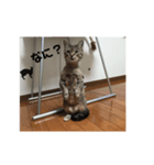 うちのニャンコ達3939（個別スタンプ：5）