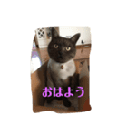 うちのニャンコ達3939（個別スタンプ：6）