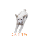元気いっぱいくりスタンプ（個別スタンプ：1）
